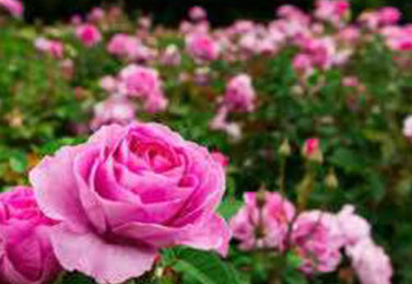 Artic-Overseas-Rose-Concrete-Madurai