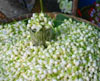 Artic-Overseas-Jasmine-Sambac-Concrete-Madurai