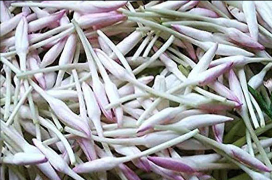 Artic-Overseas-Jasmine-Grandiflorum-Concrete-Madurai
