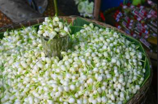 Artic-Overseas-Jasmine-Sambac-Concrete-Madurai