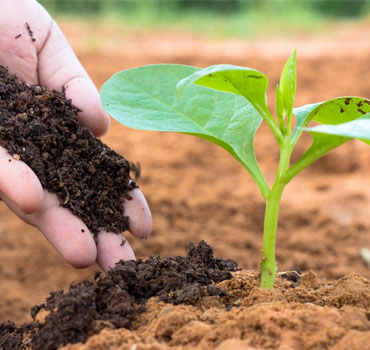 Artic-Organic-Compost-Madurai