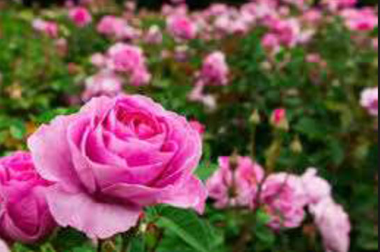 Artic-Overseas-Rose-Concrete-Madurai