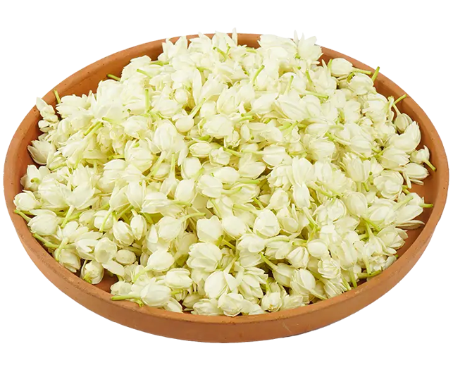Jasmine Flowers